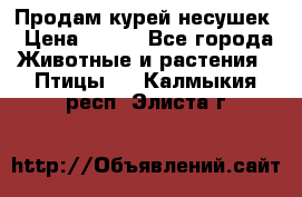 Продам курей несушек › Цена ­ 350 - Все города Животные и растения » Птицы   . Калмыкия респ.,Элиста г.